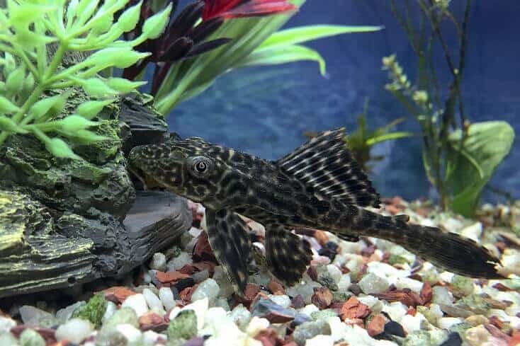 Plecostomus pārskats