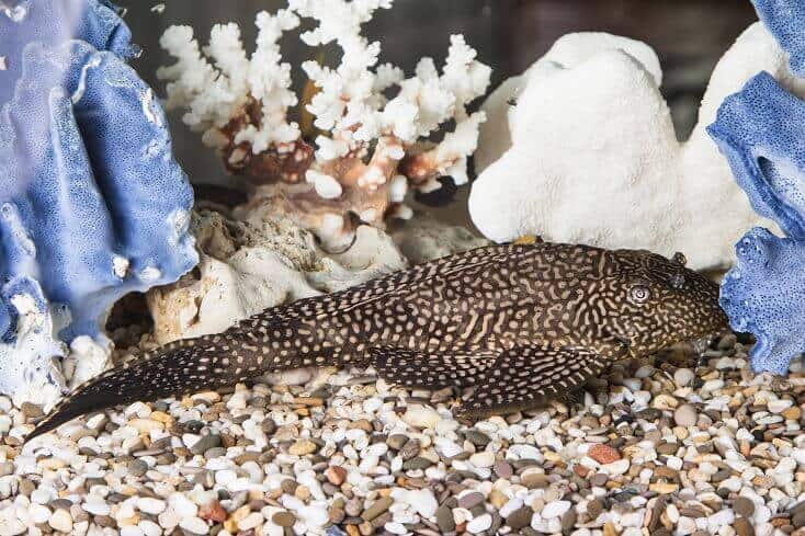 Parastais Pleco