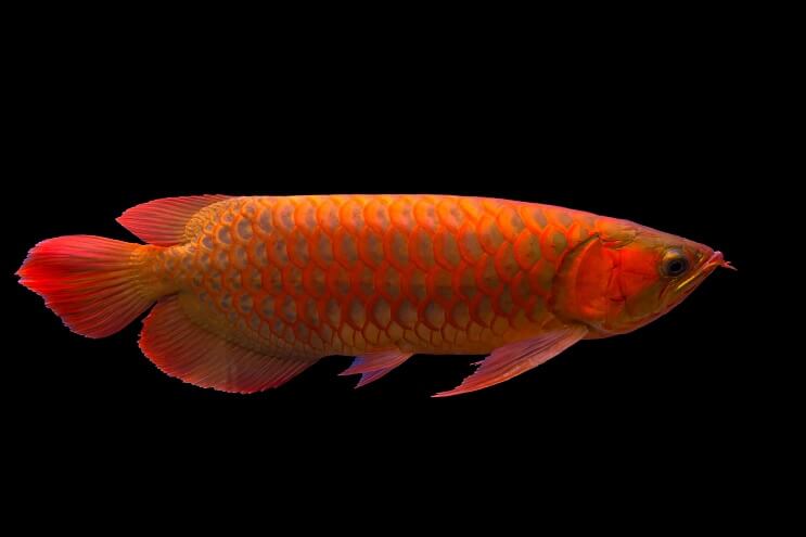 Red Arowana pārskats