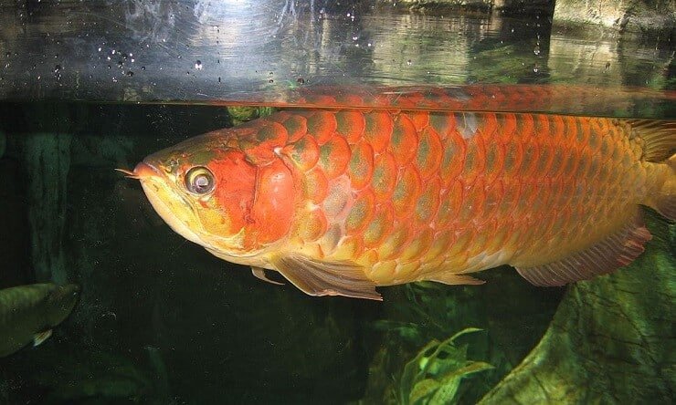 Arovana