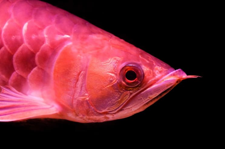 Sarkanā Arowana kopšana