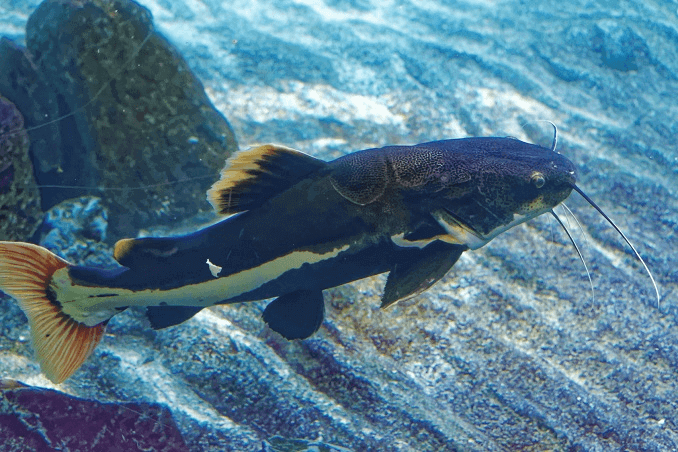 Redtail sams izskats