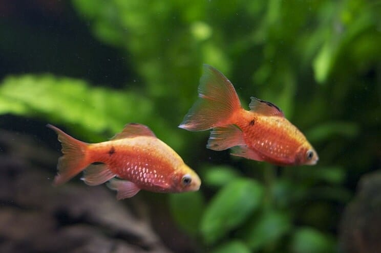 Rosy Barb tanku biedri