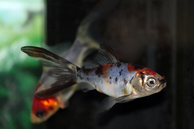 Shubunkin Goldfish peldēšana
