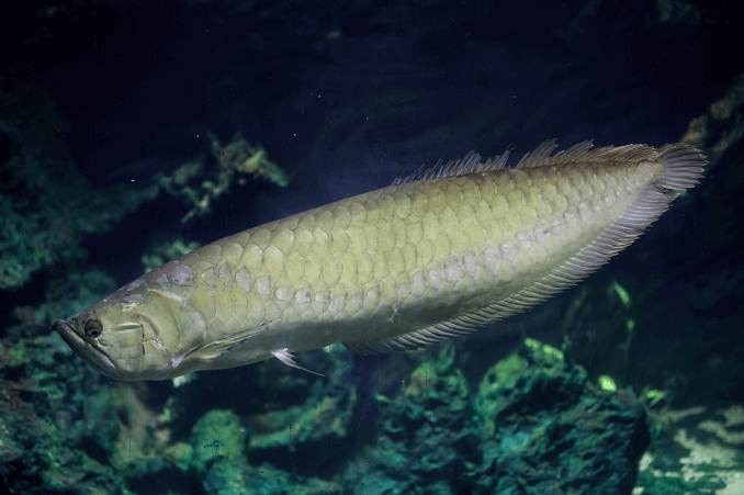 Sudraba Arovanas izskats