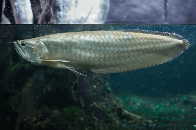 Sudrabs Arovana tvertnē