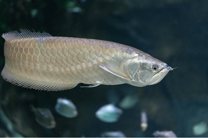 Sudraba Arovana peldēšana