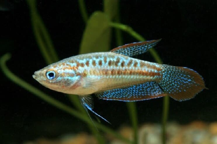 Dzirkstošais Gourami