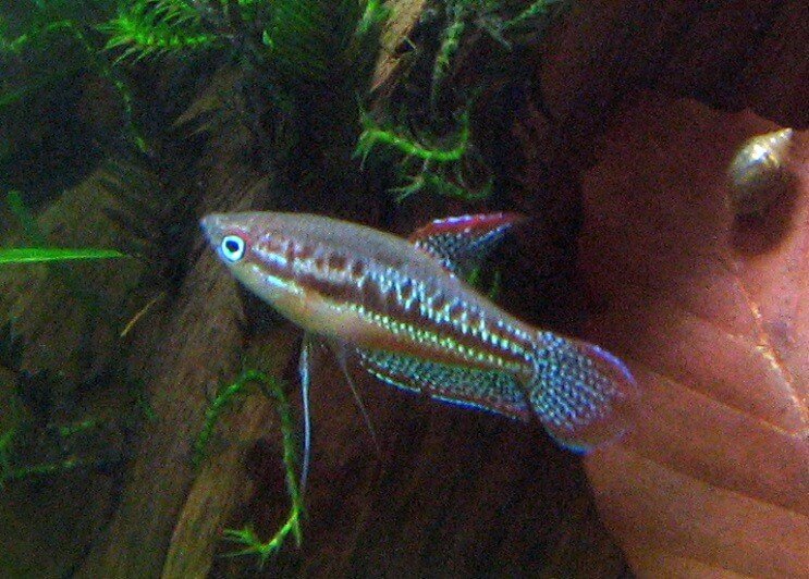 Dzirkstošā Gourami peldēšana
