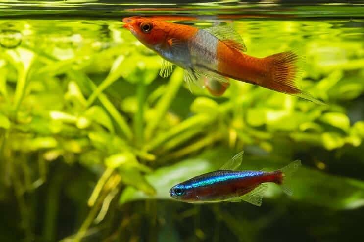 Zobenu astes cisternas