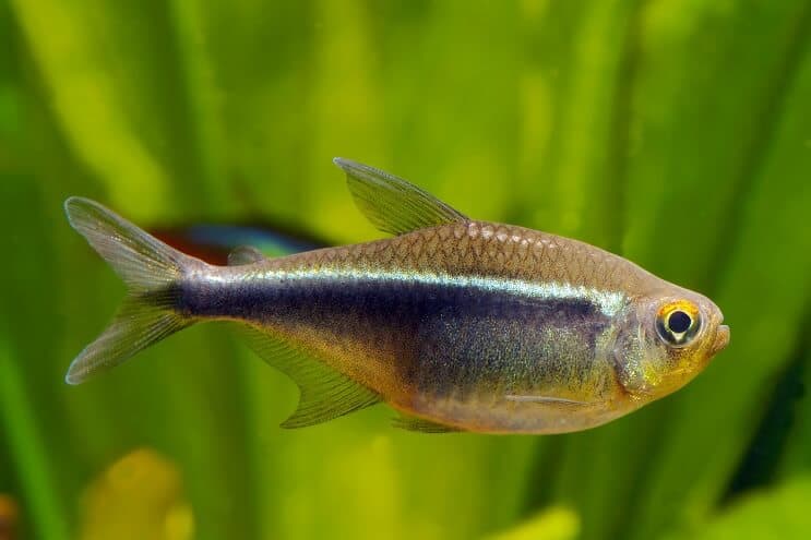 Melns neona tetra
