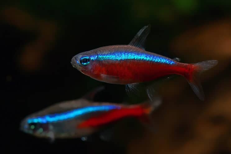 Kardināls Tetra