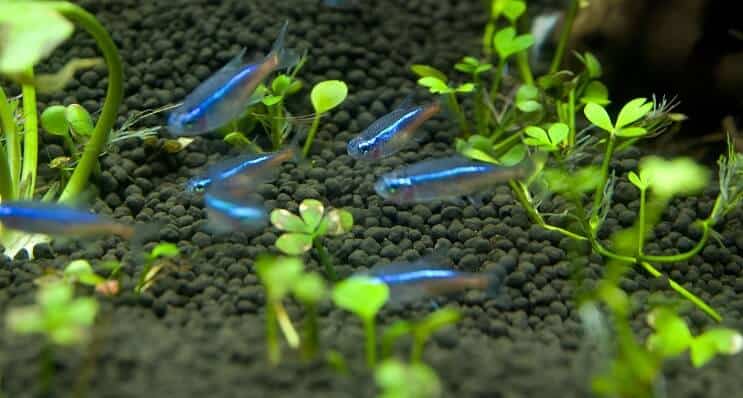 Zilā Tetra