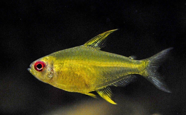 Citronu tetra