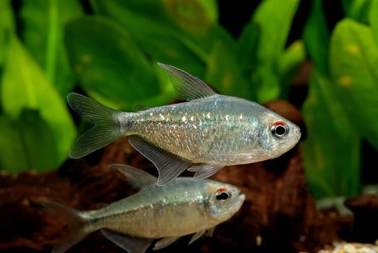 Dimants Tetra