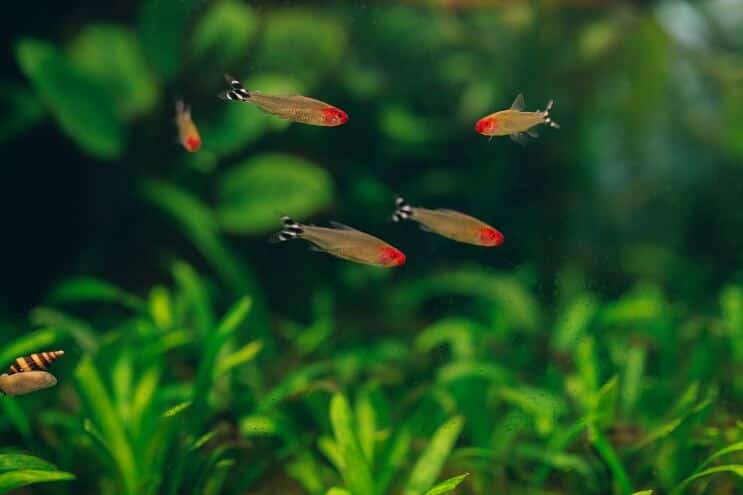 Rummy Deguns Tetra
