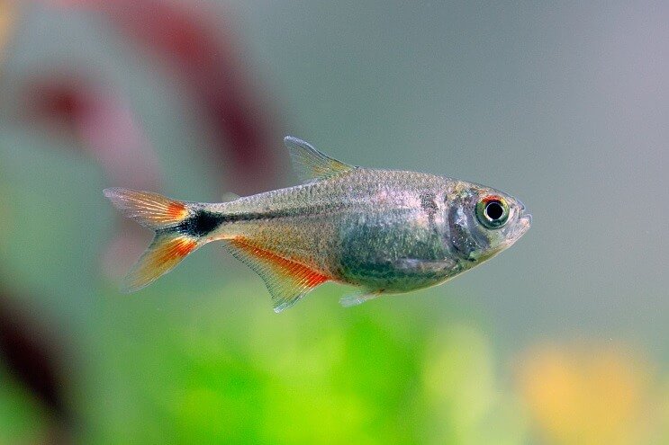 Buenosairesas Tetra