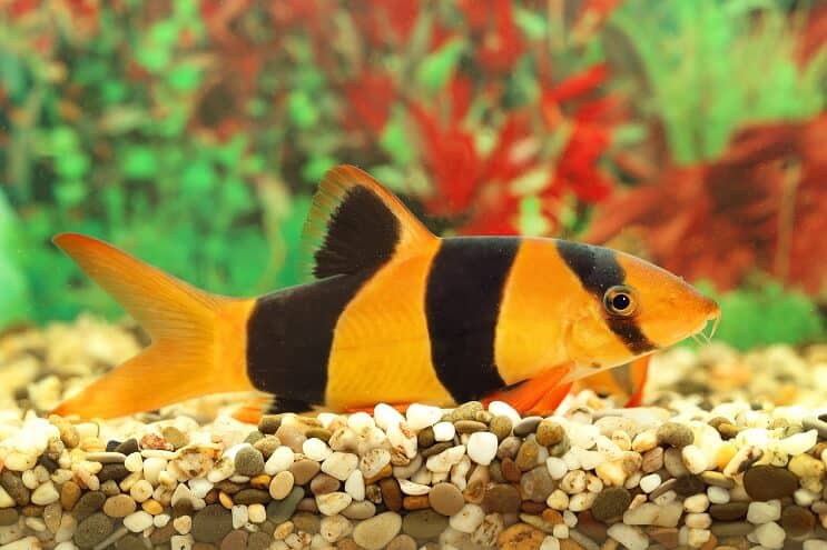 Klauns Loach pārskats