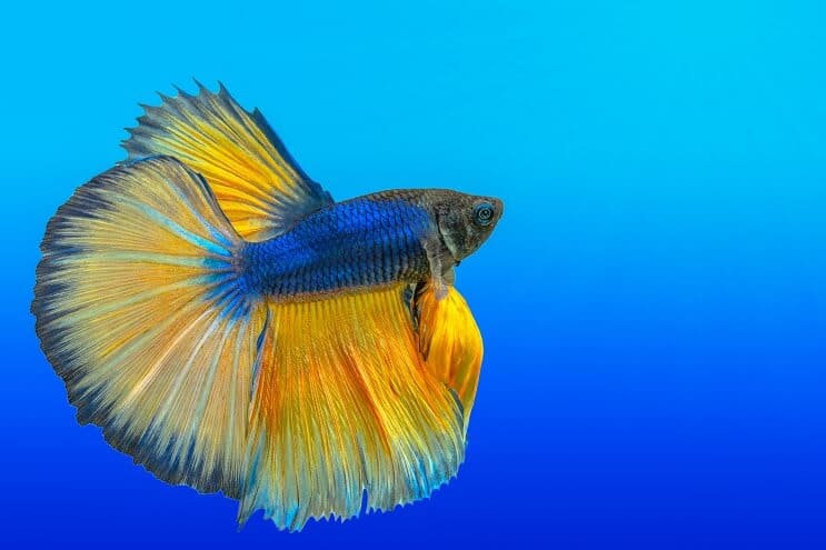 Kā rūpēties par Bettas