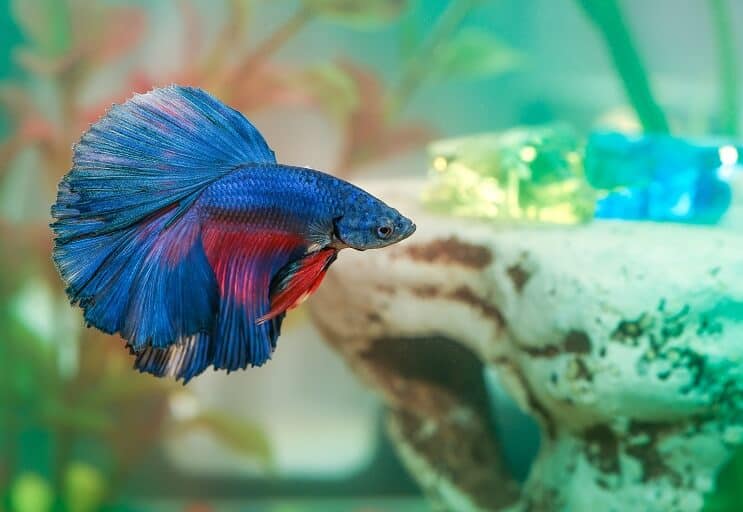 Betta zivju slimība