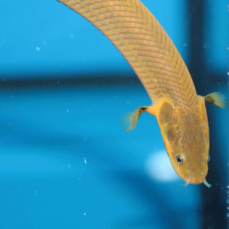 Rope Fish Peldēšana