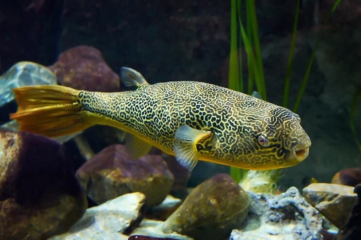 Mbu puffer zivis tuvu