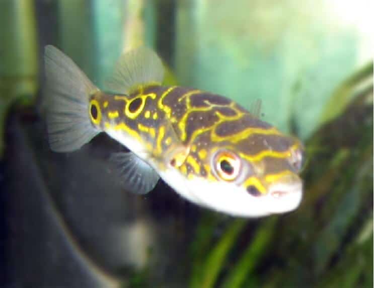 8. attēls Puffer Fish
