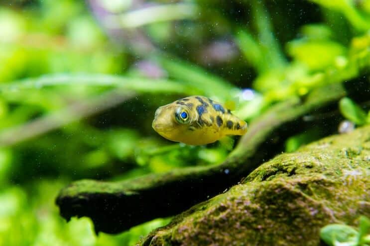 Rūķu puffer zivis