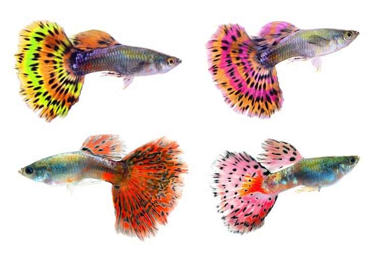 Dažādas Guppies krāsas