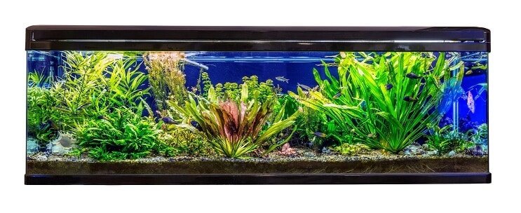Ideāli biotopa un tvertnes apstākļi