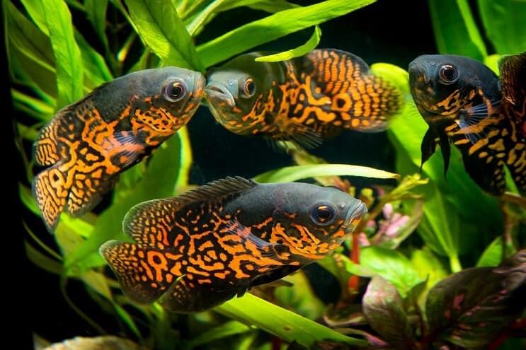 Oskaru grupa