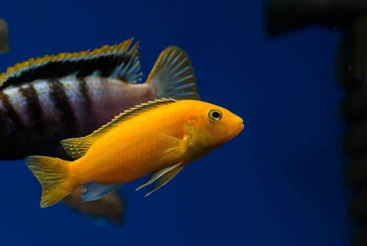 Dzeltenais Āfrikas Cichlid