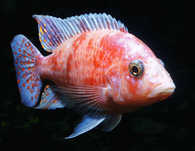 Pāvs Cichlid
