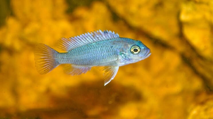 Kobalta zilā Zebra Cichlid
