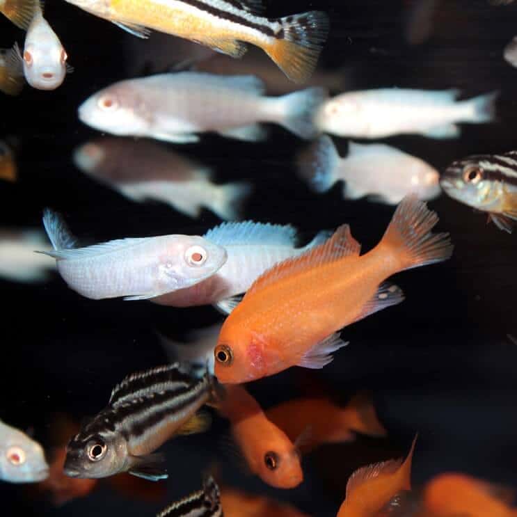 Āfrikas cichlids sajaukums