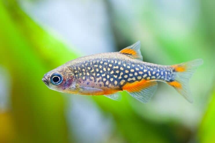 Debesu pērle Danio