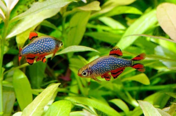 Debesu pērle Danio akvārijā