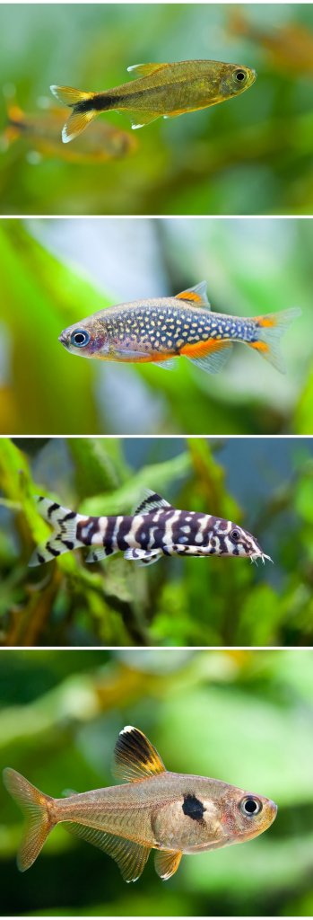 Debesu pērles Danio tanku biedri