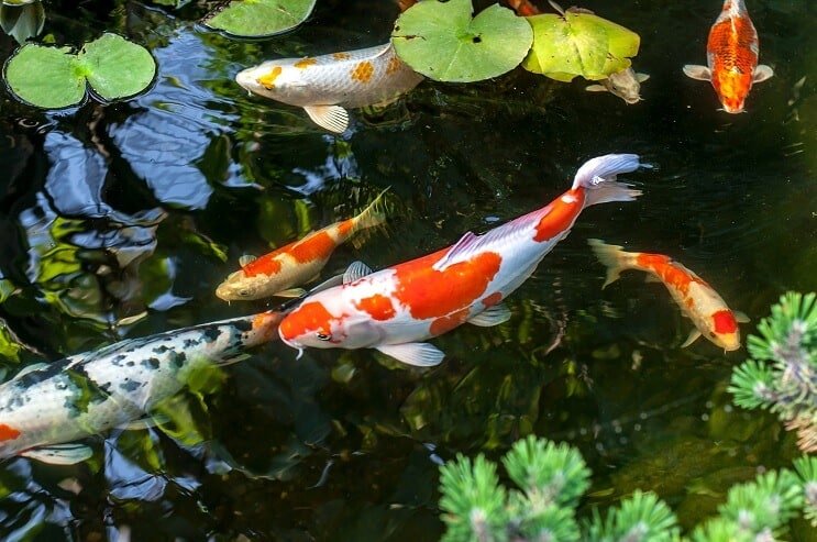 Koi Zivis