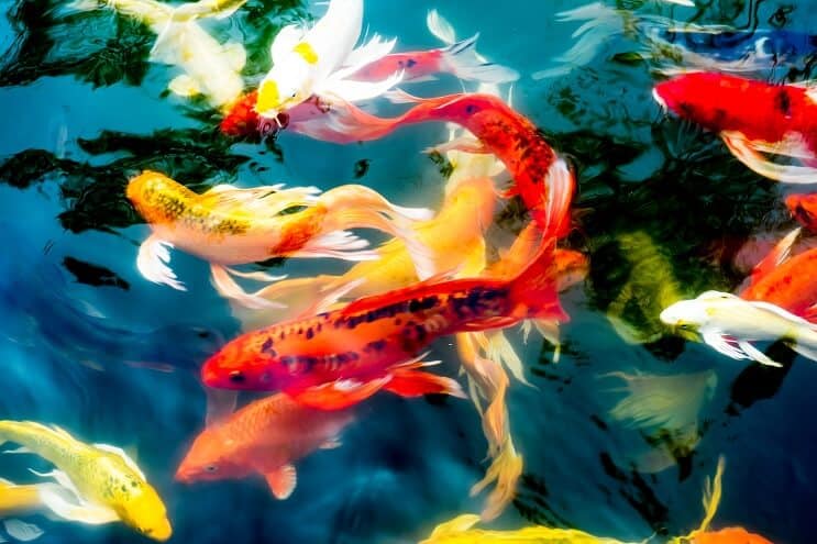 Koi zivju veidi