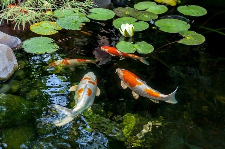 Koi zivju biotops