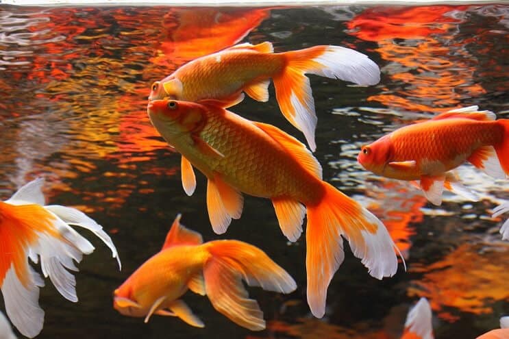 Koi zivju dīķa biedri