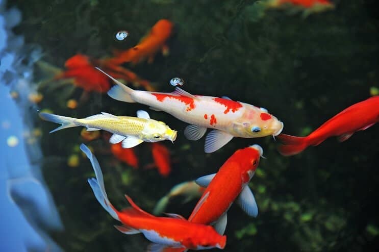 Koi Zivju kopšana