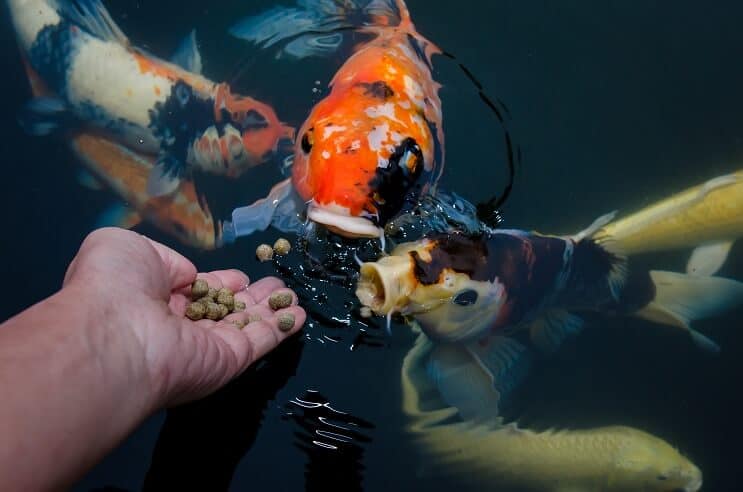 Koi zivju diēta
