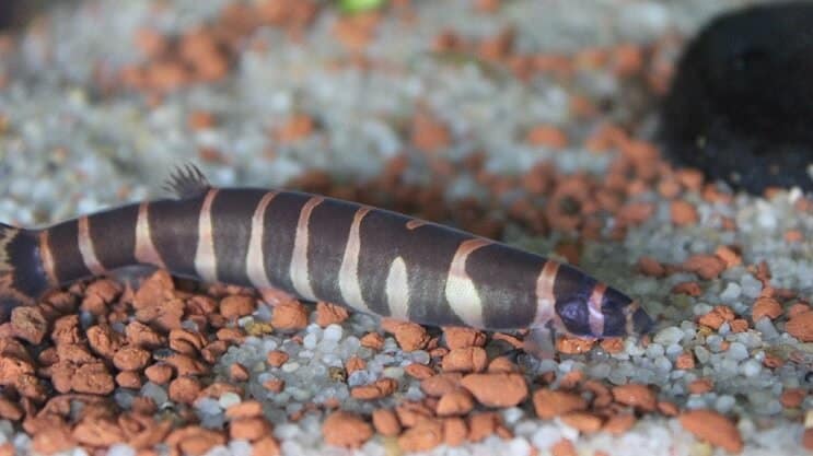 Kuhli Loach izskats