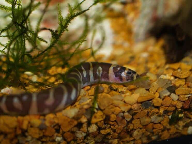 Kuhli Loach biotops