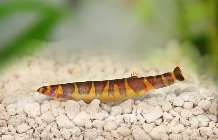 Kuhli Loach kopšana