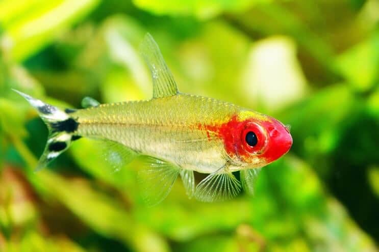 Rummy Deguns Tetra