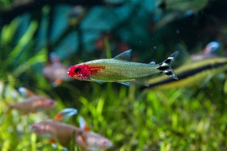 Rummy Nose Tetra tvertnes apstākļi