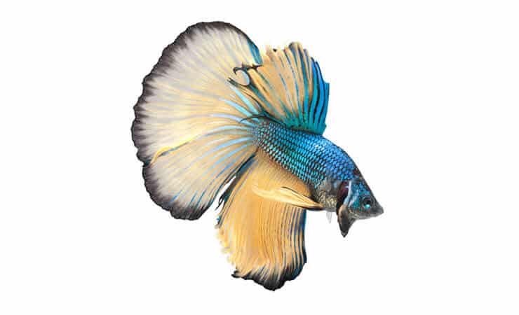 Pusmēness Betta